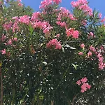 R&b Midora Отель типа 