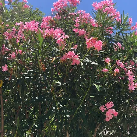 R&b Midora ベッド・アンド・ブレックファスト 4*