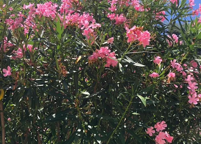 R&b Midora 住宿加早餐酒店 4*